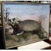 Cased Antique Hutchinson Taxidermy Badger & Rabbit