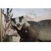 Cased Antique Hutchinson Taxidermy Badger & Rabbit