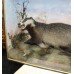 Cased Antique Hutchinson Taxidermy Badger & Rabbit