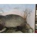 Cased Antique Hutchinson Taxidermy Badger & Rabbit