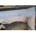 Cased Antique Hutchinson Taxidermy Badger & Rabbit
