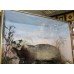 Cased Antique Hutchinson Taxidermy Badger & Rabbit