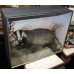 Cased Antique Hutchinson Taxidermy Badger & Rabbit