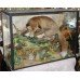 Cased Antique Taxidermy Fox by Lawrence of Leeds