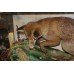 Cased Antique Taxidermy Fox by Lawrence of Leeds