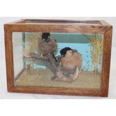 Cased Taxidermy Pair of Bullfinch Birds Cock & Hen