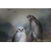 Coalport Hand Painted Birds of Prey Plate by Richard Budd