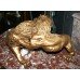 Gilded Sculpture of Lions Fighting