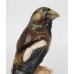 Goebel Porcelain Bird Model Hawfinch