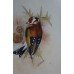 Goldfinch Watercolour Framed by D.Peplow