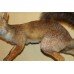 Antique Taxidermy Red Fox Mounted