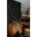 Mounted Taxidermy Stag's Head