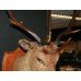 Mounted Taxidermy Stag's Head