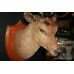 Mounted Taxidermy Stag's Head
