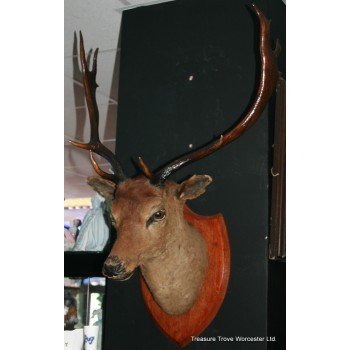 Mounted Taxidermy Stag's Head