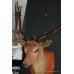 Mounted Taxidermy Stag's Head