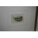 Signed Harry Davis Watercolour "Pike"