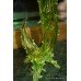 Pair of Decorative Vaseline Glass Vases