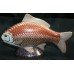 Royal Crown Derby Carp Fish Paperweight