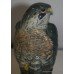 Royal Doulton "Peregrine Falcon" Whyte & Mackay Bird
