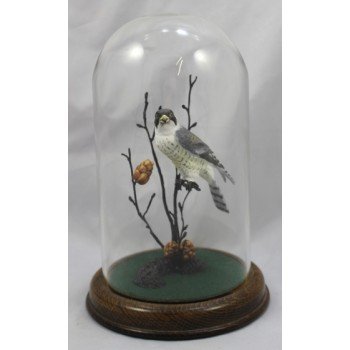 Royal Worcester Bronze & Porcelain "Peregrine Falcon" (Domed)