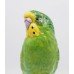 Royal Worcester Bird Green Budgerigar 2663