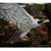 Royal Worcester Ornamental Studio Porcelaian & Bronze Peregrine Falcon