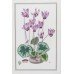 Royal Worcester Cyclamen Porcelain Plaque Set in Gilt Frame