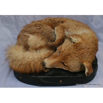 Victorian Taxidermy Fox on Leather Cushion