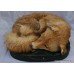 Victorian Taxidermy Fox on Leather Cushion