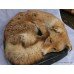Victorian Taxidermy Fox on Leather Cushion